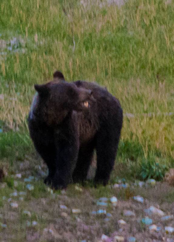 Filhote de urso  observa os turistas que o fotografam, na região de Many Glacier, no Glacier Nacional Park, em Montana, nos Estados Unidos